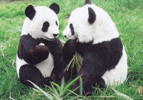 panda