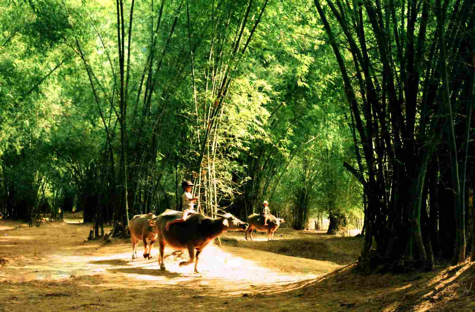 khom-tre-lang