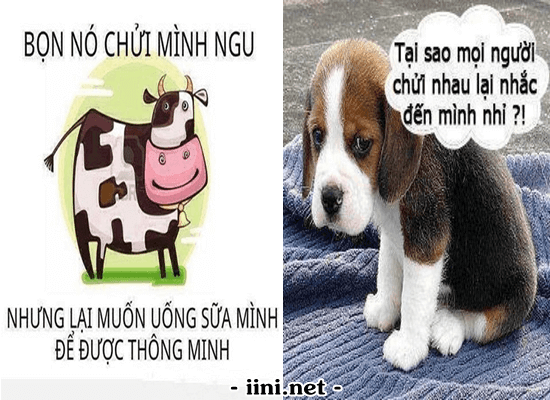 mh-tam-su-bo-cho