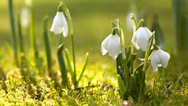 snowdrop flowers