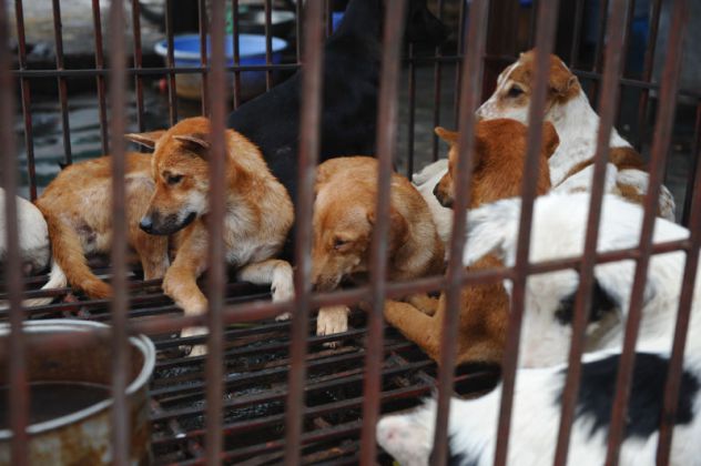 hanoi thitcho 1